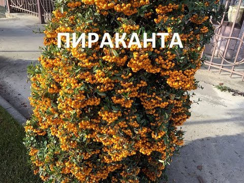 Видео: ПИРАКАНТА-КОРОЛЕВА ОСЕНИ!!! Pyracantha- Queen of autumn