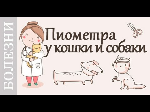 Видео: Пиометра у кошки, собаки. Симптомы и лечение. Советы ветеринара