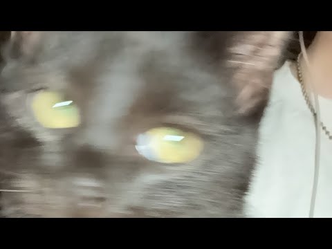 Видео: асмр стримчк болтаем