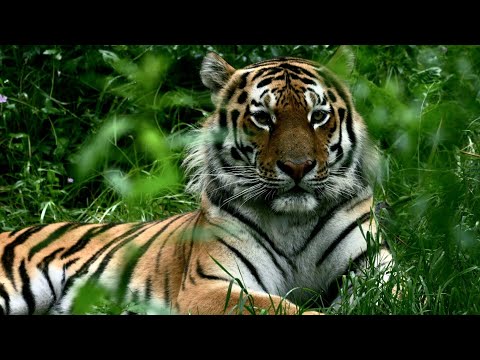 Видео: Люди и тигры. Документальный фильм