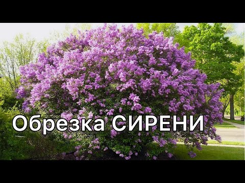 Видео: Как и когда обрезатьСИРЕНЬ для пышного цветения.Бесплатный мастер-класс от агронома.Дневник садовода