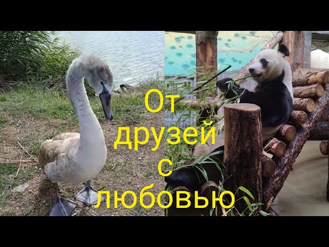 Видео: Не гадкий утёнок. Плюшевые попки. Вечерние прогулки