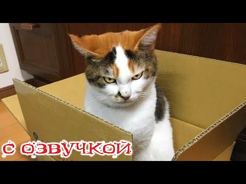 Видео: Приколы с котами! С ОЗВУЧКОЙ! САМЫЕ СМЕШНЫЕ ЖИВОТНЫЕ! Смешные коты и собаки! УГАР!