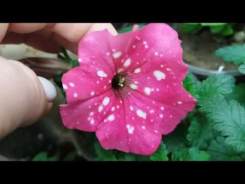 Видео: Есть ли у меня вегетативная петуния и когда будут черенки?