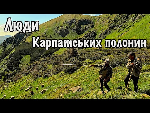 Видео: Як живуть і роблять сир вівчарі на карпатських полонинах. Полонина Лисича під Піп Іваном. Мармароси.