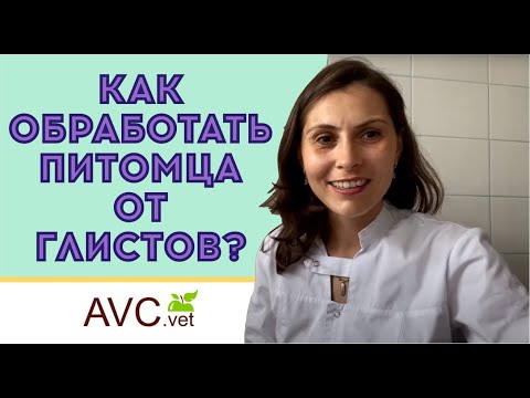 Видео: Как провести обработку от глистов (дегельминтизация)? Советы ветеринарного врача!