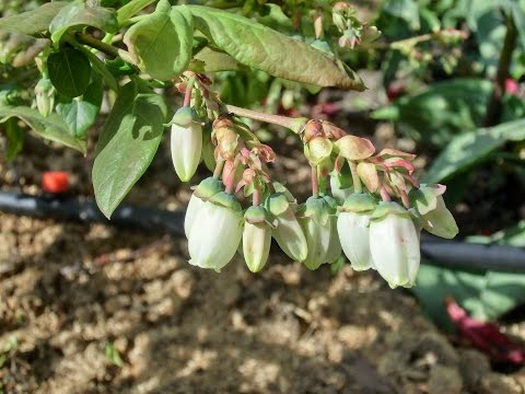 Видео: Размножение голубики отводками