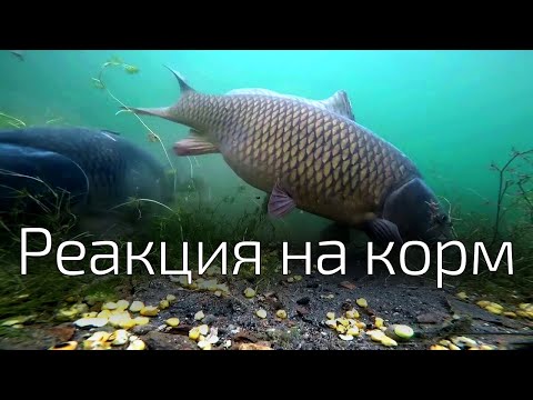 Видео: 9. Поведение карпа в прикормочном пятне.