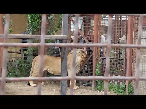 Видео: Шерхан спешит на голос заботливого  друга Саши. Порш ведёт наблюдение. М инск 28 июня.