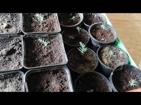 Видео: Как я выращиваю кипарисы