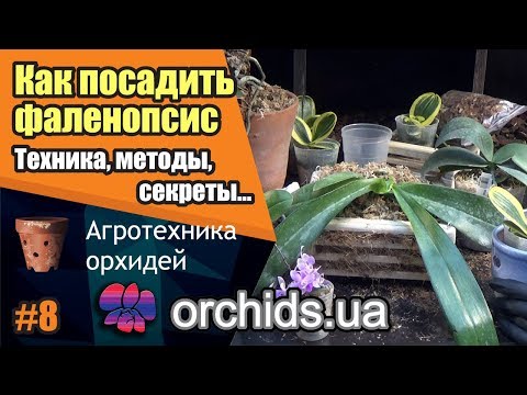 Видео: Как посадить фаленопсис (Phalaenopsis). Техника, методы, тонкости...