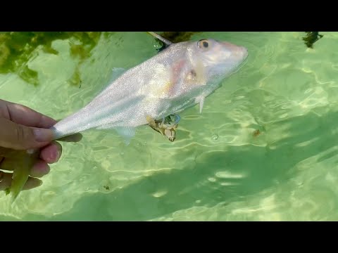 Видео: Первый День На Море☀️Крабовое Место! В Дубае Раздают Бесплатно Сим Карты❗️Покупки Домой