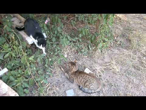 Видео: Махач котов                                                                          Who is stronger