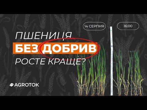 Видео: Пшениця БЕЗ ДОБРИВ росте краще? 🌾