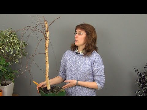 Видео: Бонсай из березы (ч.1).