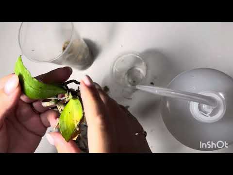 Видео: Моя УНИКАЛЬНАЯ орхидея Phalaenopsis honghenensis x lindenii / УХОД / ПЕРЕСАДКА 