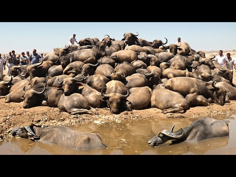 Видео: Израиль Оставил Сотни Буйволов Голодать на Мертвой Земле, но Что Случилось Дальше Реально Шокирует