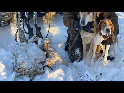 Видео: ОХОТА В "СТАРЫЙ НОВЫЙ ГОД", охота на зайцев с гончими.