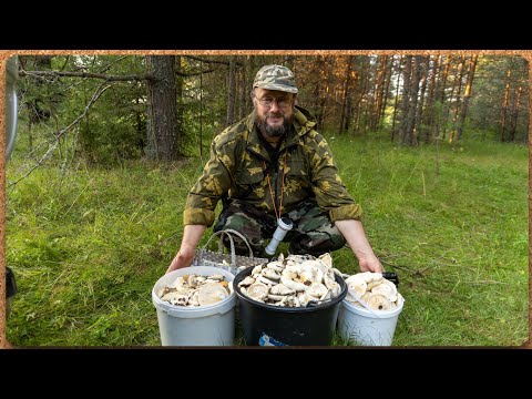 Видео: ГРУЗДИ НАСТОЯЩИЕ, сырые и еловые! Сезон 2023.