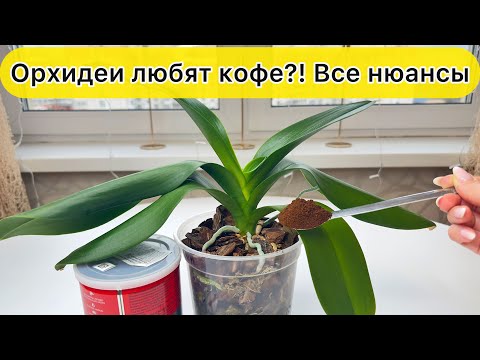 Видео: Кофе для роста и цветения орхидей