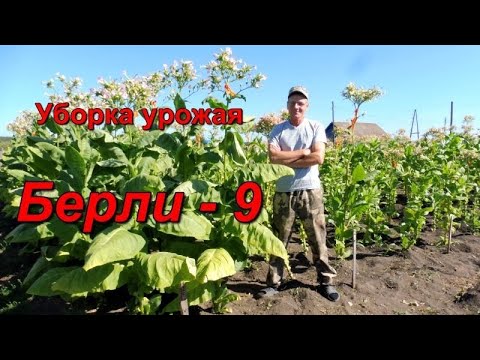 Видео: Уборка урожая - Средний ярус - сорт Берли 9.