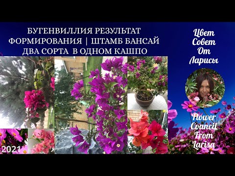 Видео: БУГЕНВИЛЛИЯ РЕЗУЛЬТАТ ФОРМИРОВАНИЯ | ШТАМБ БАНСАЙ ДВА СОРТА  В ОДНОМ КАШПО