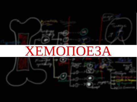 Видео: Хемопоеза и Костен мозък