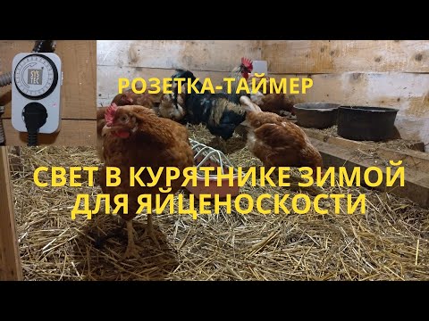 Видео: Освещение в курятнике зимой