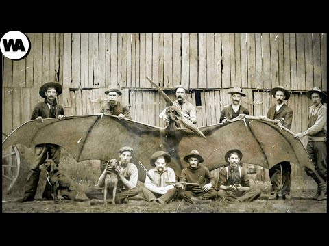 Видео: 15 Последних Фотографий Недавно Вымерших Животных