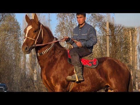 Видео: Ноокат Центрден  Бышты Сатууга чыкты пай пай пай 
