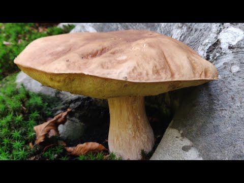 Видео: БІЛІ Гриби Карпат, дикі куточки.