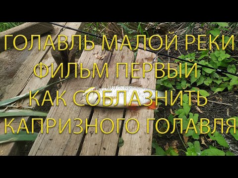 Видео: Голавль малой реки, ловля белого хищника весной спиннингом с берега на воблеры. Первый выезд 2022г.
