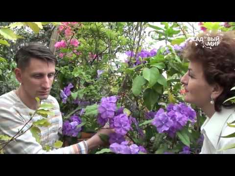 Видео: Редкие комнатные растения  Брунфельзия. Сайт "Садовы мир"