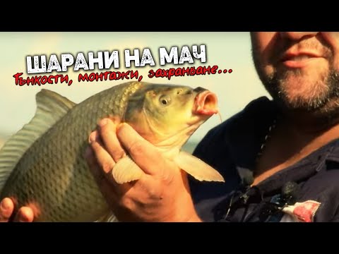 Видео: ШАРАНИ на МАЧ в жегата / Тънкости, монтажи, захранване...