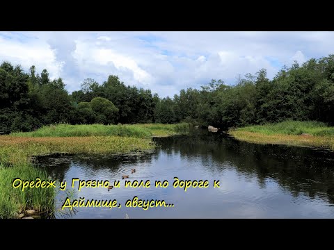 Видео: Оредеж у Грязно и поле по дороге к Даймище, август...