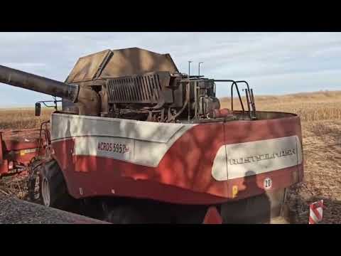 Видео: Уборка подсолнечника 2022 в Белгородской области. Acros 595 plus.