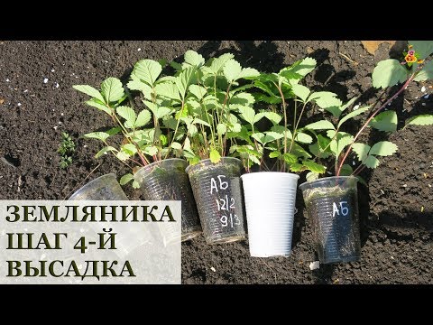 Видео: Земляника из семян. Высадка в открытый грунт / 2 способа высаживания