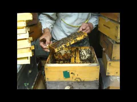 Видео: Искусственное роение в удаве