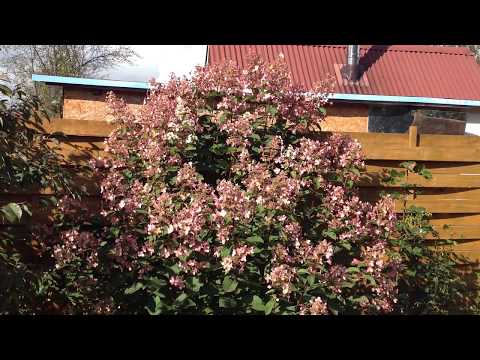 Видео: Розы. Осенняя искореняющая обработка для роз, гортензий и всего сада. 100% УСПЕХА!!!