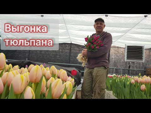 Видео: Выгонка тюльпана на 8 Марта 28-й день