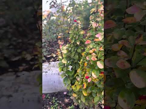 Видео: Позолотився мій садок🍁🍂🌾