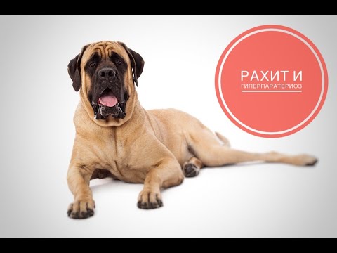 Видео: Рахит и вторичный гиперпаратериоз