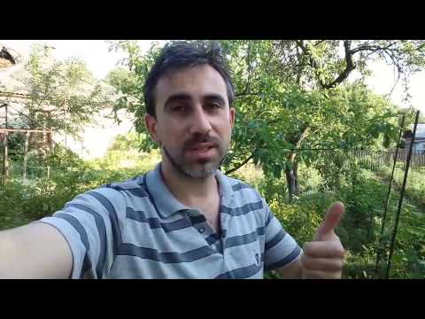 Видео: Как получить большой урожай огурцов // Нестандартный метод (укр.)