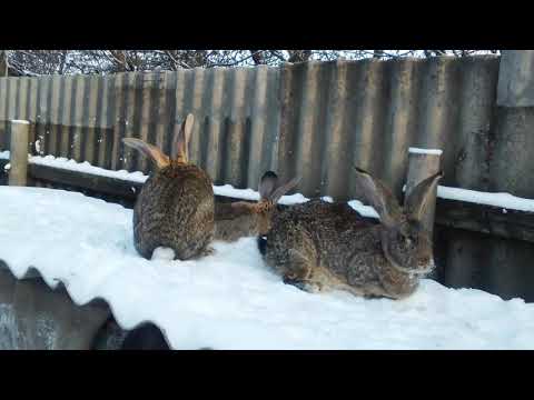 Видео: Кролики фландеры