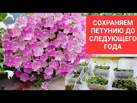 Видео: СОХРАНЯЕМ ПЕТУНИЮ ДО СЛЕДУЮЩЕГО ГОДА! САМЫЙ ДЕШЁВЫЙ И ЛЕГКИЙ СПОСОБ!!!