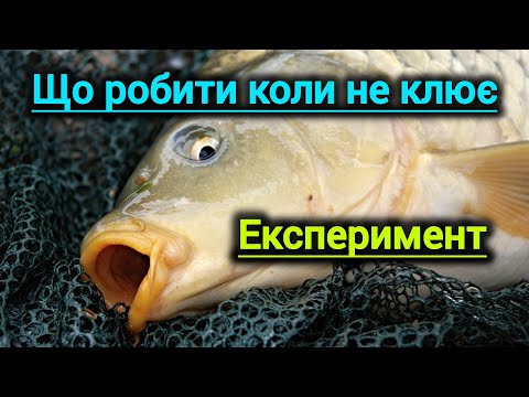 Видео: Ловля коропа в серпні.Carp fishing по- простому.Що робити коли короп не клює.Треба експериментувати.