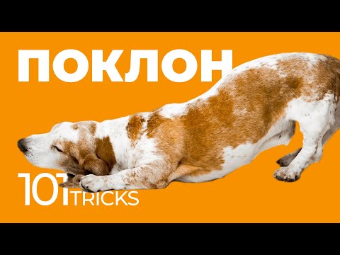 Видео: Команда Поклон 🐩 Как научить собаку кланяться по команде