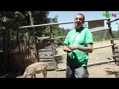Видео: Фермерски истории от Родопите: Необичайните животни от ферма „Санта Клаус“ и техния стопанин