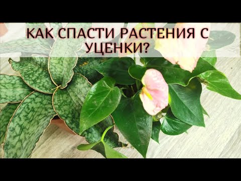 Видео: КАК СПАСТИ РАСТЕНИЯ С УЦЕНКИ?// Показываю ОТ А ДО Я// Используйте Тепличку!