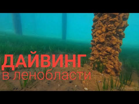 Видео: Дайвинг в Ленинградской области. Саперное озеро 4